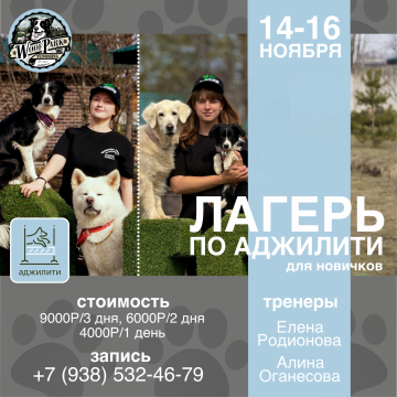 Лагерь по аджилити для новичков