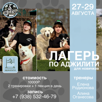 Лагерь по аджилити для новичков