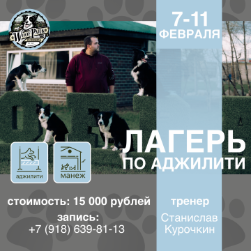 Лагерь по аджилити