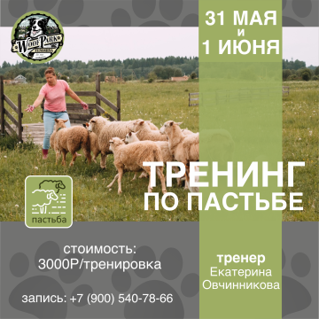 Тренинг по пастьбе