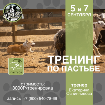 Тренинг по пастьбе