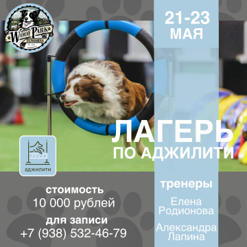 Лагерь по аджилити